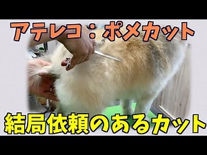 ポメラニアンさんの全身ハサミカット【アテレコ収録：トリミング】