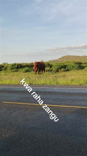 Majestic Elephant Walking in Scenic Landscape
