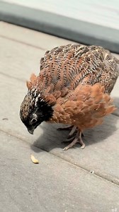 🔊 SOUND UP to hear what a happy Masked Bobwhite sounds like! ONLY A FEW WEEKS REMAIN until the National Aviary’s travel-inspired summer theme, Global Odyssey: Avian Adventure, reaches its final destination. Visit before it flies away! https://www.aviary.org/visit/ | National Aviary