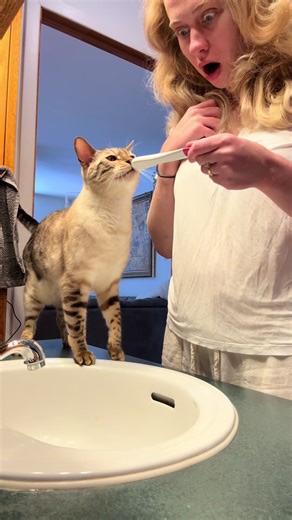 We’ve been holding a secret😌 #pregnancytest #catsoftiktok #momtobe #bengalcat #maybaby