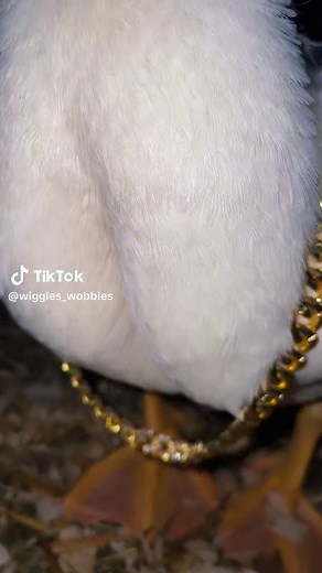 Wiggles: The Gangster Duck on TikTok
