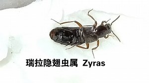 瑞拉隐翅虫属 Zyras