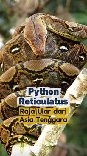 Python Reticulatus King Snake from Southeast Asia #education #animals #snake #pyton #anaconda #sh...