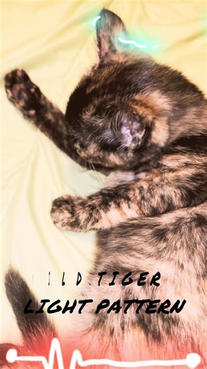 SOUNDS OF THE PREDATOR so realistic it’s almost creepy and it’s really the kitten. GOT TO HEAR IT