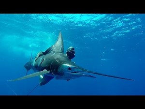 SPEARFISHING MARLIN East Coast Australia