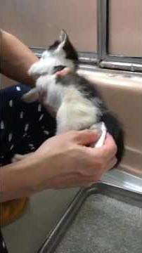 How to help kitten to pee & poop