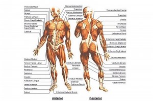 What Muscles are Used in Mountain biking  | Pedal Chile  |