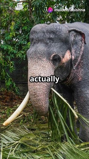 The Fascinating World of White Elephants!