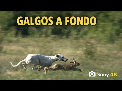 Greyhound racing in 4K | Real speed in the Argentine countryside | Greyhound racing in Argentina 🇦🇷
