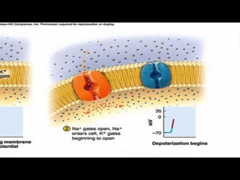 The Nerve Impulse (successive action potentials traveling down an axon)