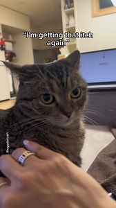 Why is my cat angry? Spot the signs before it’s too late