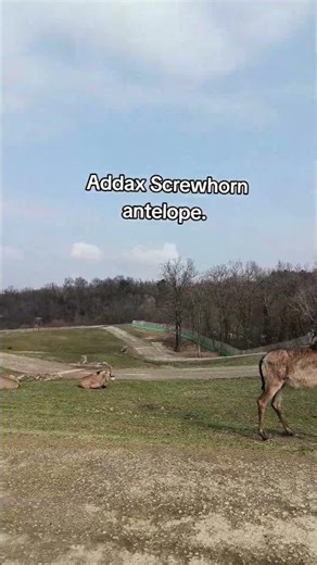 Addax is a critically endangered antelope native to the Sahara Desert in North Africa.