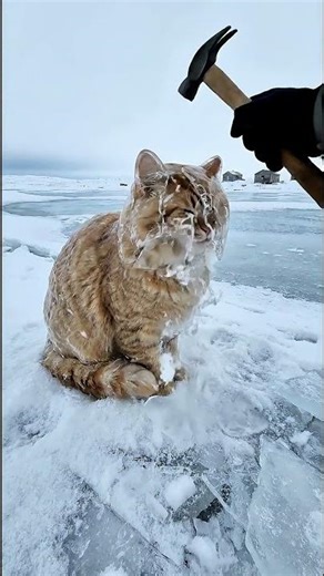 Saving a Shivering Kitten from the Storm | POV Rescue Season 2