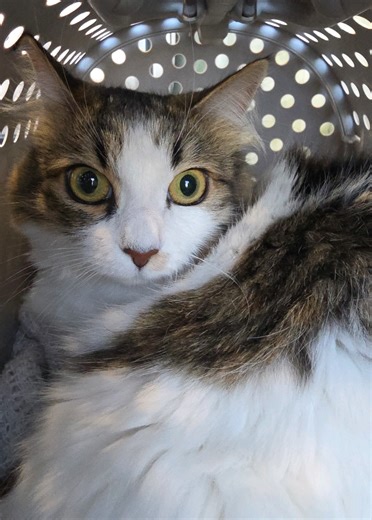 Scaredy cat hurt her paw in the cage 😿 Bellini or Lenny is a DMH girl. It's her 1st grooming, typically scared of everything. She did well, not until the drying, she hurt her paw in the cage, a couple of nails broken (she is fine) because she went nuts and so I just box dried her. https://youtu.be/7CVIZWKFtak