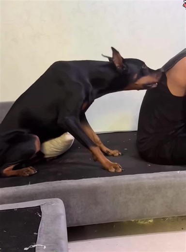 They say raising a Doberman Pinscher would be a lot of fun #dog #funnydog #dogs #funnyvideos #fyp