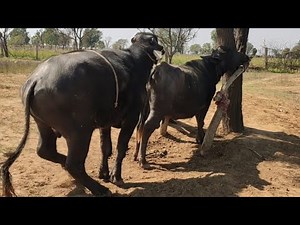 Most Beautiful Moments Buffalo Mating Video 👌