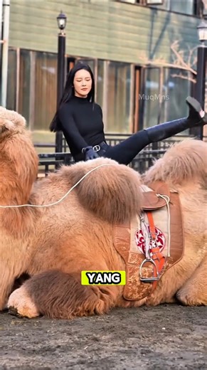 How Many Humps Does a Camel Have? #interestingfacts