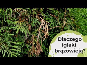 Dlaczego iglaki brązowieją? Brązowienie iglaków - jakie mogą być powody? Co robić?