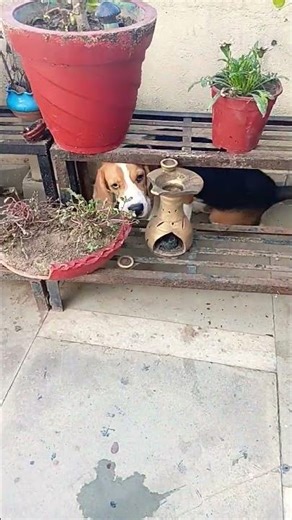 powerful dog bagle♥️