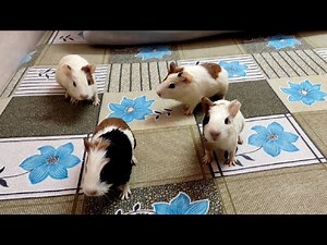 Baby Guinea Pigs Wheeking and Popcorning