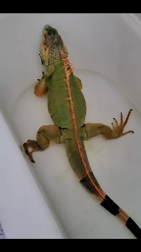 Blue the Green Iguana on TikTok