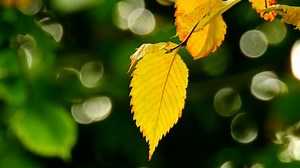 Leaf, Foliage, Tree. Free Stock Video