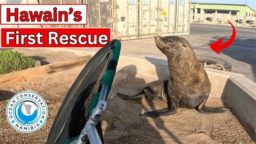 Look at this big seal bull, posing for our new OCN seal rescuer Hawain! Maybe he knew he was his first seal rescue and he wanted to make it a memorable experience. He definitely succeeded and we are sure Hawain will remember him for a long time. We probably could have started him on a small and cute pup, but at least Hawain knows now what to expect. Seals are predators and need to be taken seriously, even if they can be taken down by just a small loop of packing strap. Hawain (pronounced Hey-Win