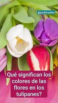 Que significan los colores de las flores en los tulipanes #tulipan ‪@sabiasue‬ #significado #colo