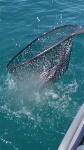 7.5K views · 52 reactions | WA, the fish are biting  We've got you covered with the best gear to help you reel in the big ones, from rods to reels and everything in between! | Anaconda Stores | Facebook