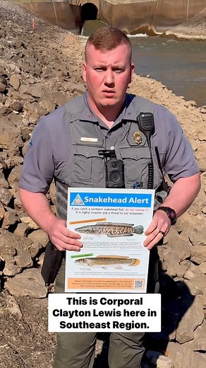 Northern snakeheads damage the ecological balance by competing with native species for food and habitat. They lack natural predators and are large, fast-growing, and fast-reproducing fish. Snakeheads can easily be confused with the native bowfin. Anglers are reminded that they cannot possess the fish alive. Hit the link in bio to learn what to do if you catch a snakehead. | Missouri Dept. of Conservation