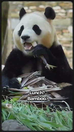 Panda Productivity: 0% 🐼 | My Busy Day of Doing Nothing