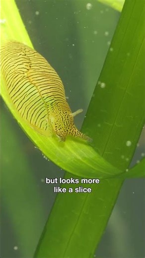 The Sea Hare Looks Like a Slice of Zebra-Striped Jello | #DeepLook #Shorts