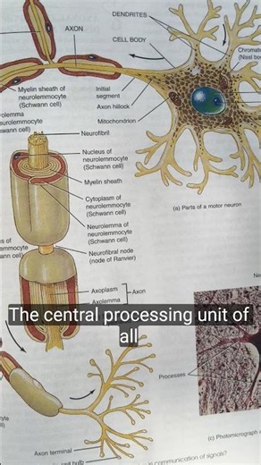 #Neurons structure #Dendrite #cell body #Axons