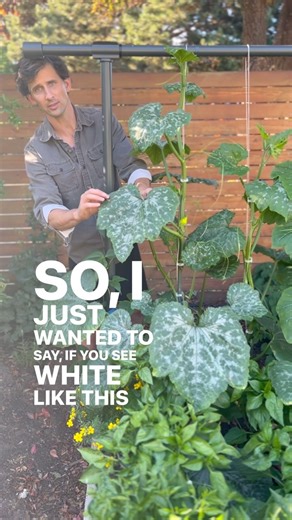 27K views · 200 reactions | Many varieties of squash have variegated...