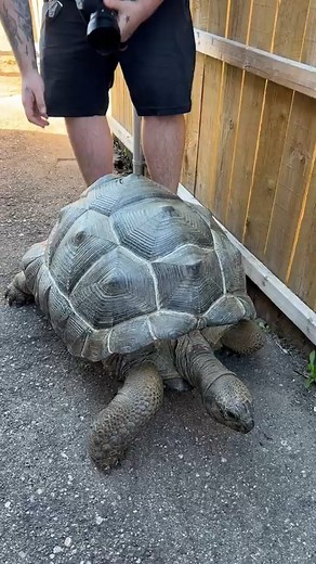 31K views · 559 reactions | Scratching Giant Tortoises Back! #reels #reptiles #wildlifeaddicts #tortoise #turtlelove | Brian Barczyk | Facebook