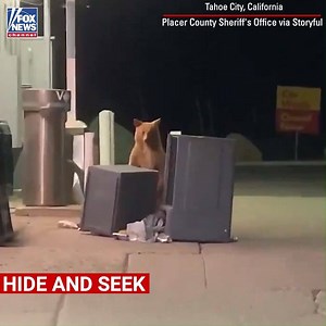 254K views · 3.1K reactions | PEEK-A-BEAR: A bear in Tahoe City, California, played hide and seek behind a dumpster at a gas station with a deputy in a video posted to the Placer County Sheriff’s Office's Twitter account. | Fox News | Facebook