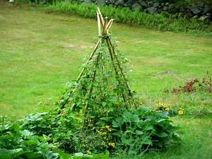 Un tuteur tipi pour les haricots
