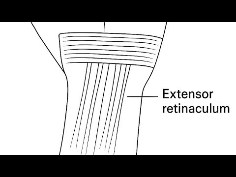 Extensor Retinaculum of Hand