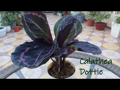 Calathea dottie roseopicta| Indoor plant Calathea Dottie | Ornamental Calathea Dottie| Calathea care