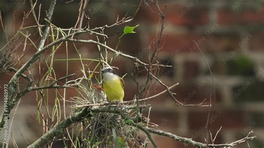 A Great Kiskadee (Pitangus sulphuratus) holding an insect in its beak before taking flight. The clip captures natural hunting behavior and dynamic movement in its habitat. Ideal for wildlife documenta