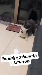 1.7M views · 4K reactions | #cat #cats #catsofinstagram #fyp #fypage #fy #gato #gatos #funnycat #catlover #baby #kedi #kediler #animals #catlovers #kitty #pişik #hayvanlaralemi #hayvanlar #kedilerindünyası #catstagram #petstagram #catoftheday #edits | Kedibordobereli | Facebook