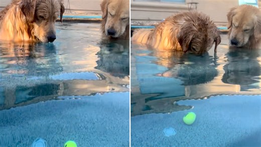 A Pair of Perplexed Golden Retrievers Discuss How to Retrieve a Tennis Ball Sunken in a Pool
