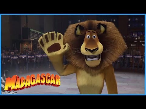 DreamWorks Madagascar | Alex: Your Favorite Lion 🦁 | Madagascar Movie Clip