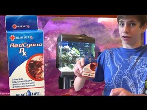 Cyano Bacteria: Best Way to Battle It with Red Slime Control