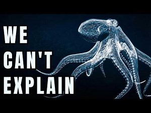 Nothing About the Octopus Belongs on Earth...