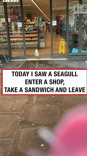 Seagulls Thrive in City Life: Urbanization's Impact on Wildlife