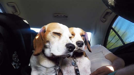 Exhausted dogs fight sleep but keep playing nonstop