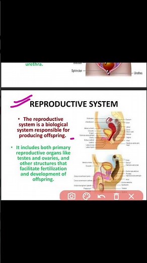 reproductive system - definition and organs