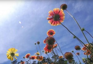 Discovery Time: Thanks to Nature!