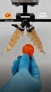 นักวิทยาศาสตร์สร้างกรงเล็บหุ่นยนต์โดยใช้เปลือกกุ้งมังกร ลดการใช้พลาสติก l TNN Tech